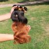 Ombre Peruvian Virgin Body Wave Human Hair Extensions 1b30 Two Tone Hair bundles #2 small image